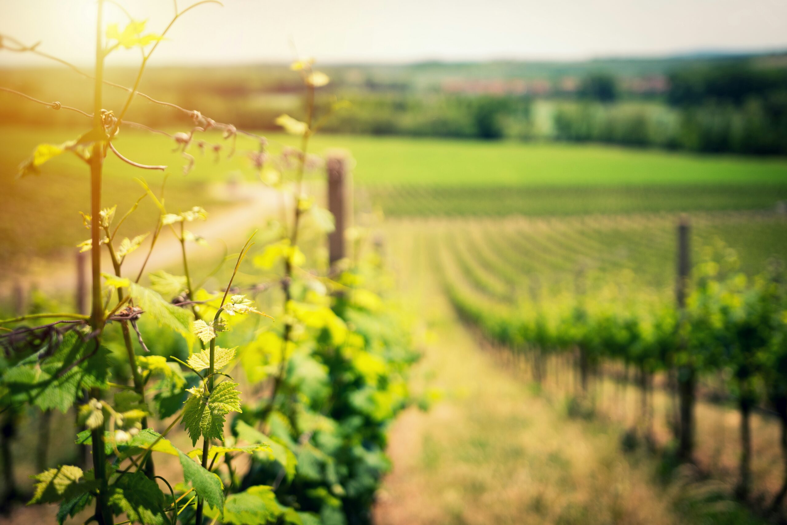 Investir dans des vignes
